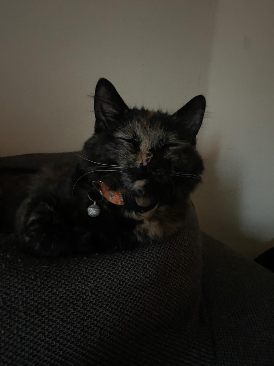 Puffy, owned by Ariana Marte.