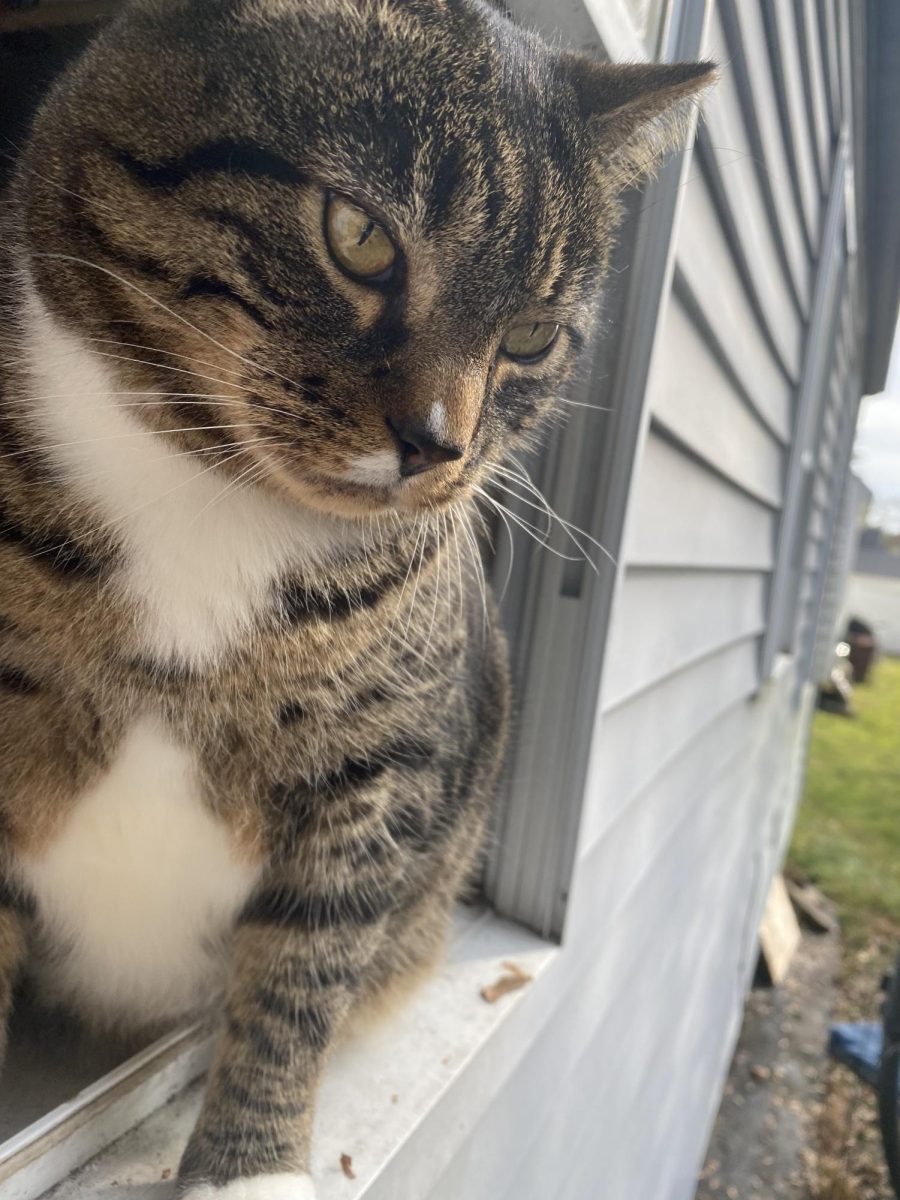 Buddy, owned by Silver Jackson.
