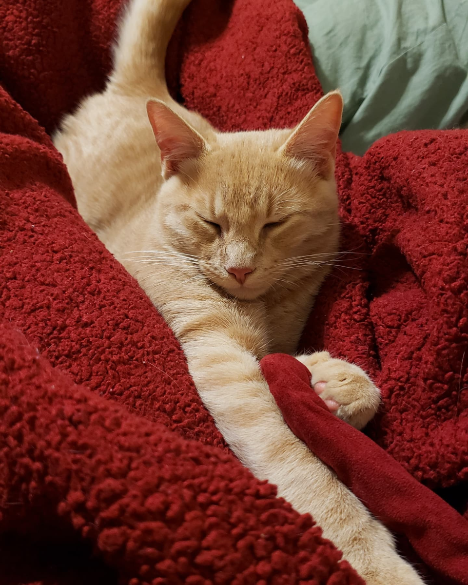 Dorito, owned by Ms. Bishop.
