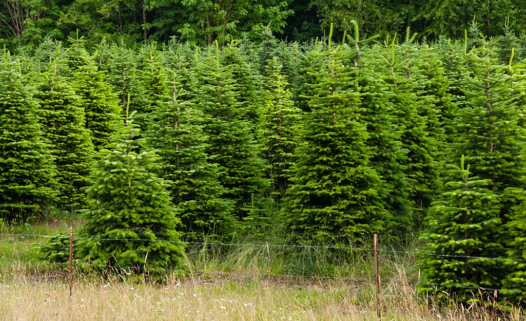 Why We Should Embrace the Tradition of Using Real Christmas Trees