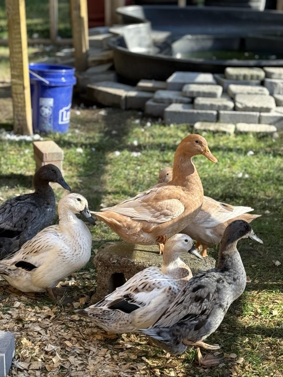 Chef Hayes ducks at eight months old.