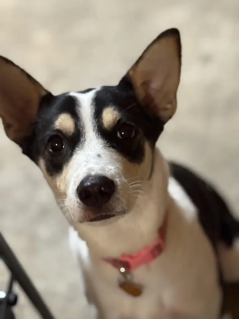 A photo of Mr. Garcia's dog Isabella.