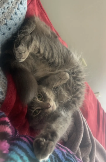 Meet Ms. Spain's cat: Sayge! She is part Main Coon! Ms. Spain says, "She loves to beg for chicken and lay in the cutest positions!" Sayge truly lives up to that in these pictures!